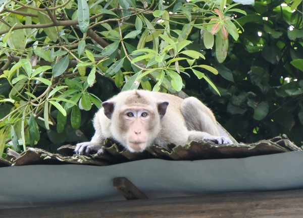 �ֱ�ɭ���Ȼ���Ҷ�������ʳз��1ֻ